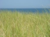 Dune Grass and Atlantic