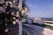 Roses on Porch