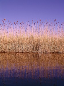 Purple Reeds
