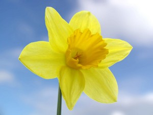 Lone Daffodil_edited-1