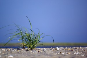 Dune Grass on Tuckernuck