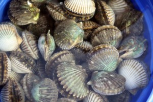 Basket of Scallops