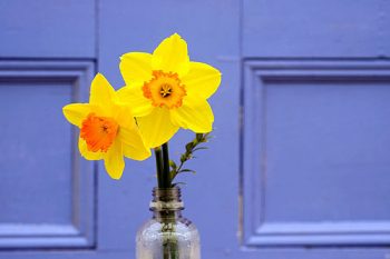 Two daffodils in a glass