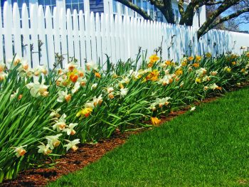 Daffodils on Fence