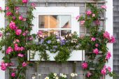 Sconset Window with Roses