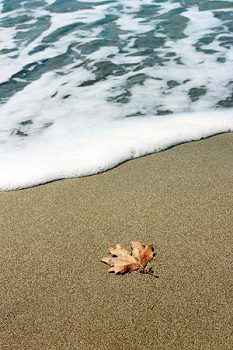 leaf on beach