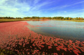 Nantucket Cranberry Bogs